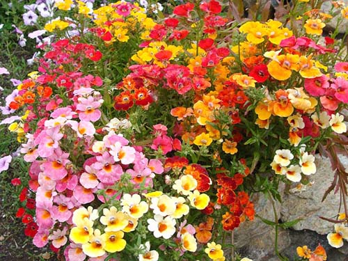 Hạt Giống Hoa Mây Nhiều Màu ( Nemesia Strumosa Mixed )