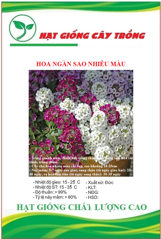 Hạt Giống Hoa Ngàn Sao Nhiều Màu - Gói 50 hạt