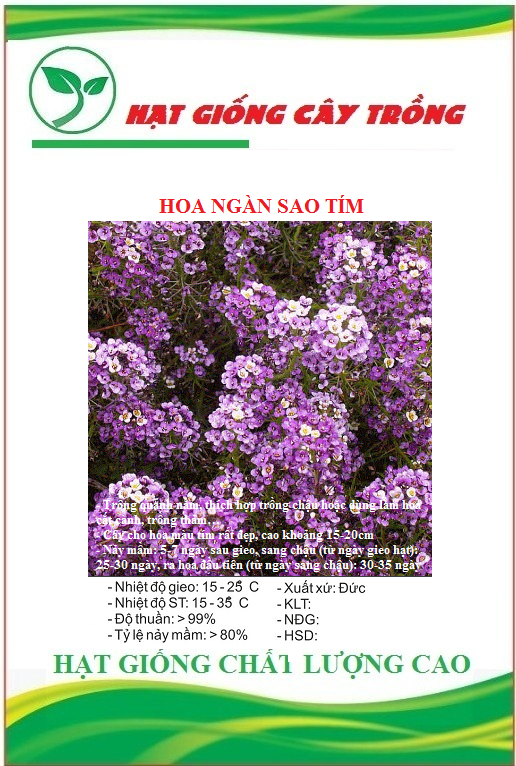 Hạt Giống Hoa Ngàn Sao Tím - Gói 50 hạt