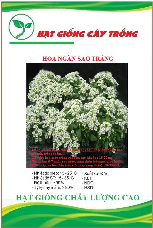 Hạt Giống Hoa Ngàn Sao Trắng - Gói 50 hạt