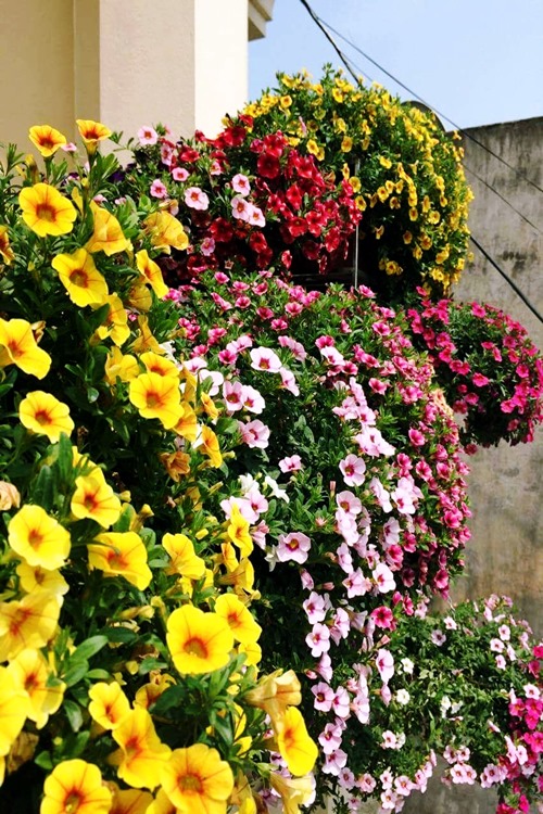 Hạt Giống Hoa Triệu Chuông Mix Màu