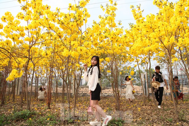 Hạt Giống Cây Hoa Phong Linh Vàng