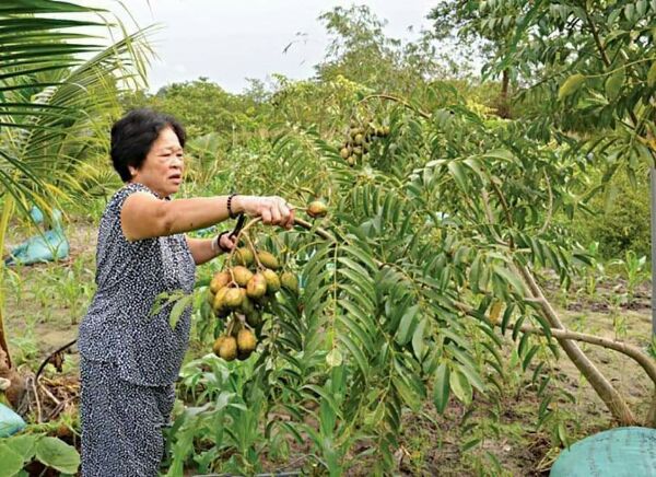 Hạt Giống Cây Cóc Thái