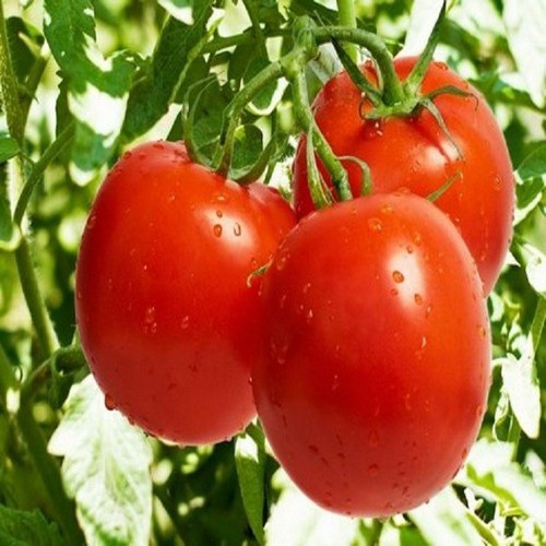 Hạt Giống Cà Chua Chịu Nhiệt F1