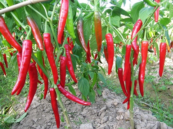 Hạt Giống Ớt Chỉ Địa F1