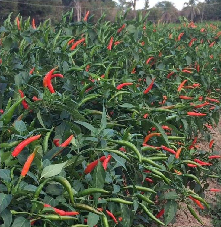 Hạt Giống Ớt Chỉ Thiên Siêu Cay F1