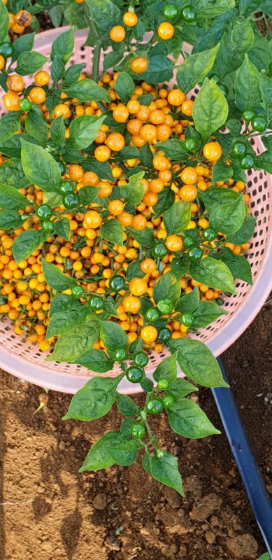 Hạt giống Ớt Peru Aji Charapita giống ớt mắc nhất thể giới