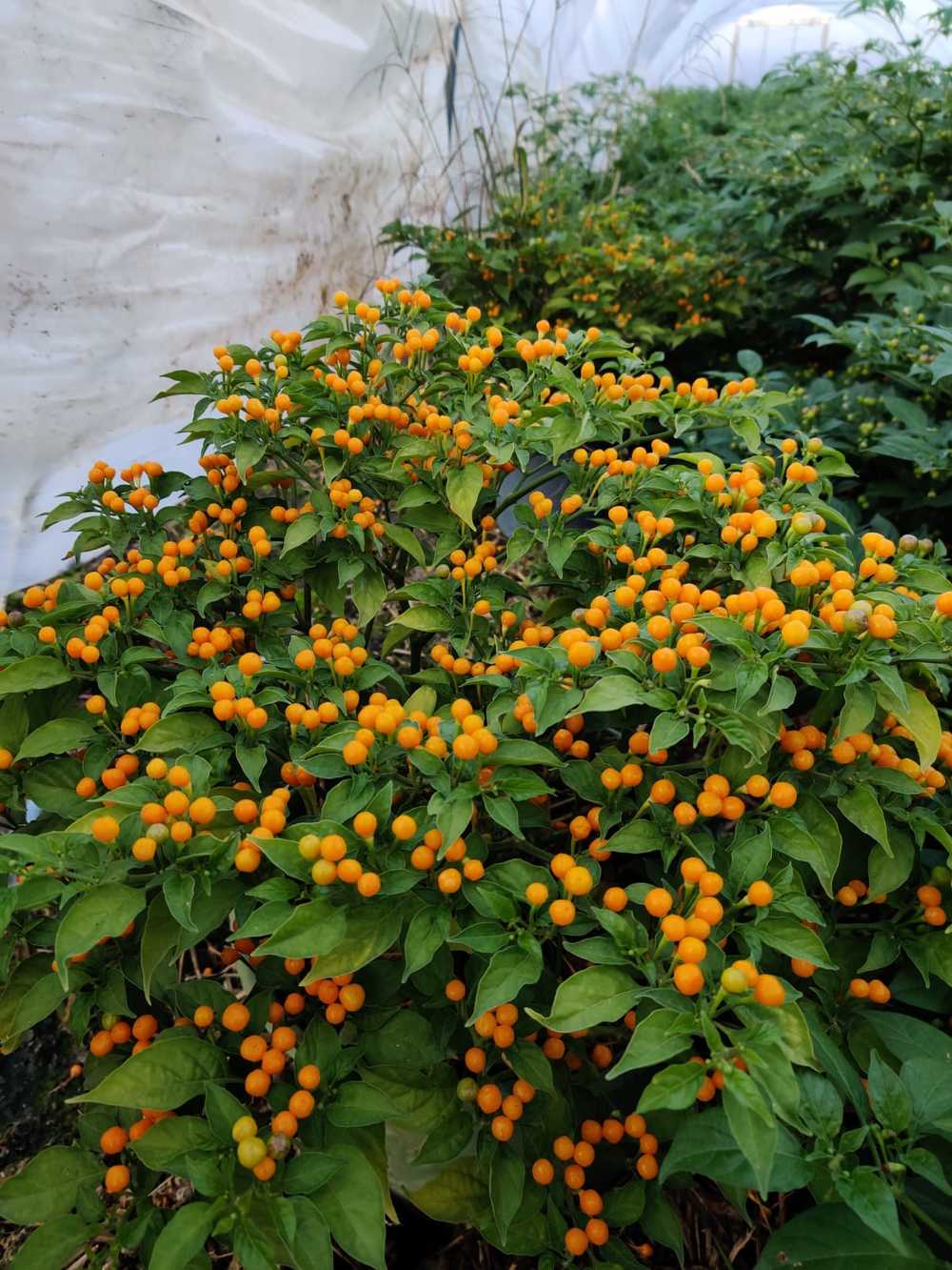 Hạt giống Ớt Peru Aji Charapita giống ớt mắc nhất thể giới