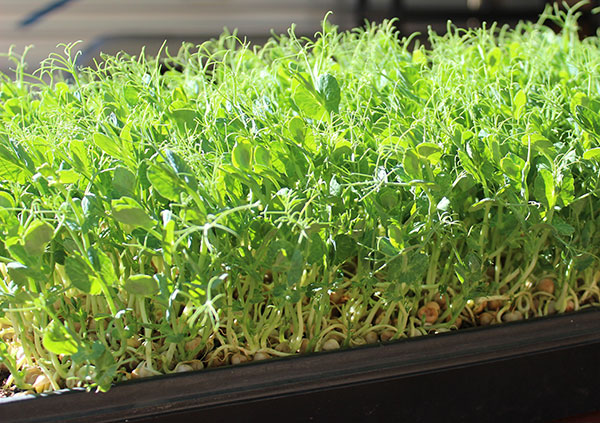 Hạt Giống Rau mầm đậu Hà Lan - Gói 50gram