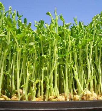 Hạt Giống Rau mầm đậu Hà Lan - Gói 50gram