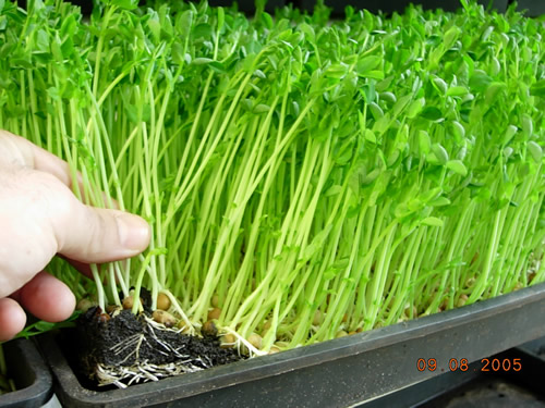 Hạt Giống Rau mầm đậu Hà Lan - Gói 50gram