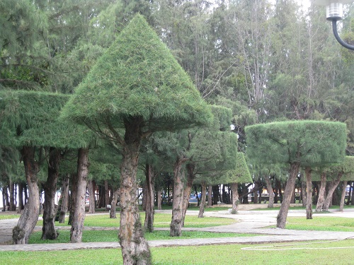 Hạt Giống Cây Phi Lao