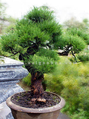 Hạt Giống Cây Phi Lao