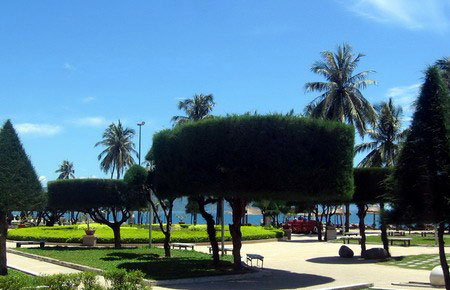 Hạt Giống Cây Phi Lao