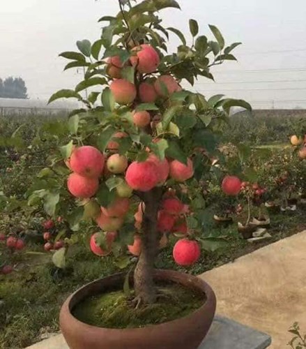Hạt Giống Táo Lùn Đỏ Bonsai