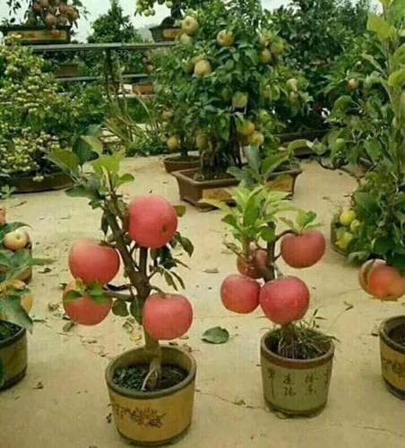 Hạt Giống Táo Lùn Đỏ Bonsai