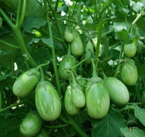 Hạt Giống Cà Trứng Rồng Mã Lai
