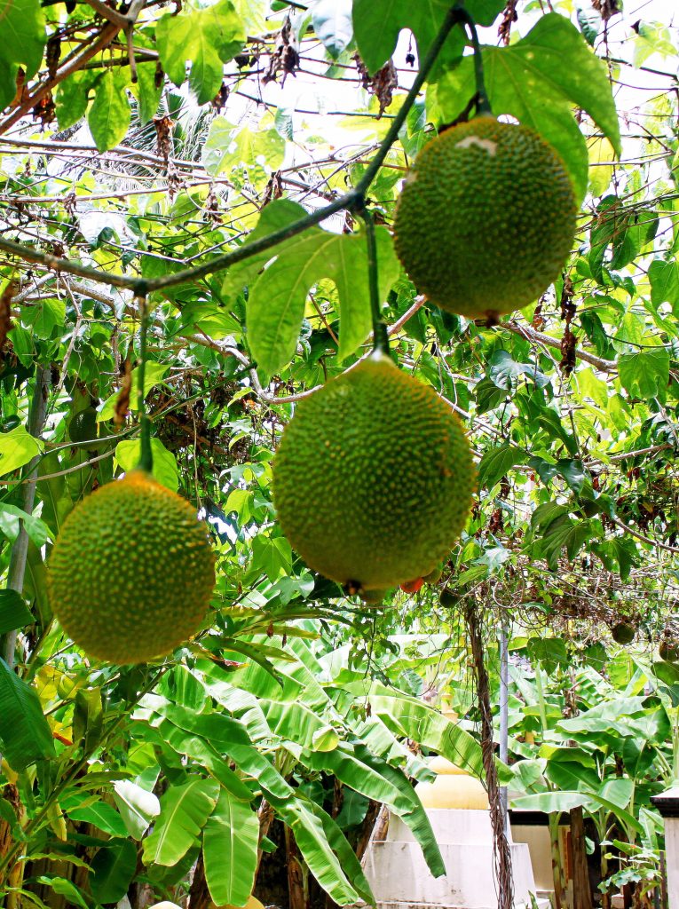 Hạt Giống Quả Gấc Cao Sản