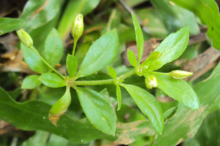 Hạt Giống Rau Đắng Đất