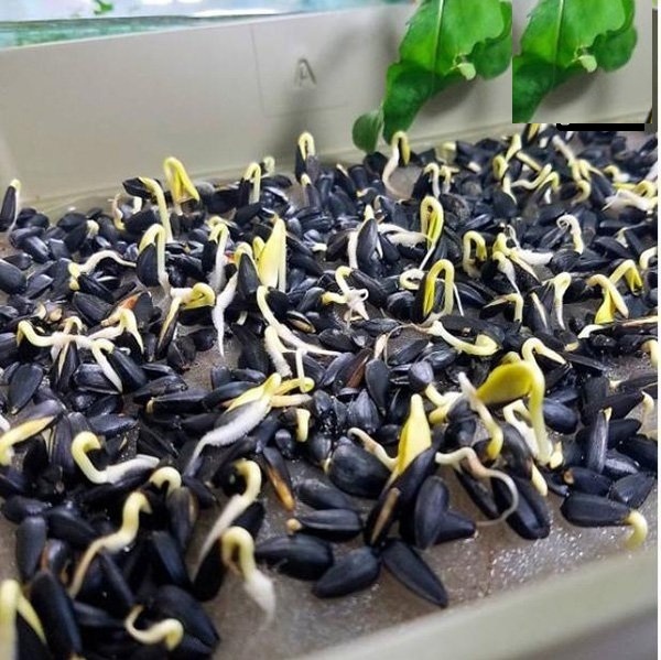 Hạt Giống Rau Mầm Hướng Dương - Gói 50gram