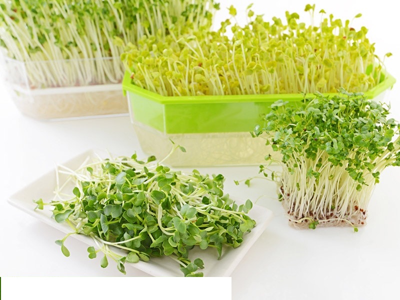 Hạt giống mầm cải thìa (pak choy sprouts) - Gói 20gram