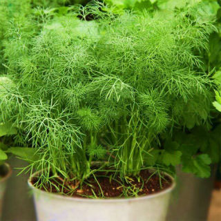 Hạt Giống Rau Thì Là Bốn Mùa - Gói 10gram