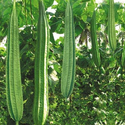 Hạt Giống Mướp Khía Thái Lan F1