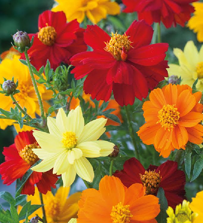 Hạt Giống Hoa Cúc Sao Nhái Mix Màu