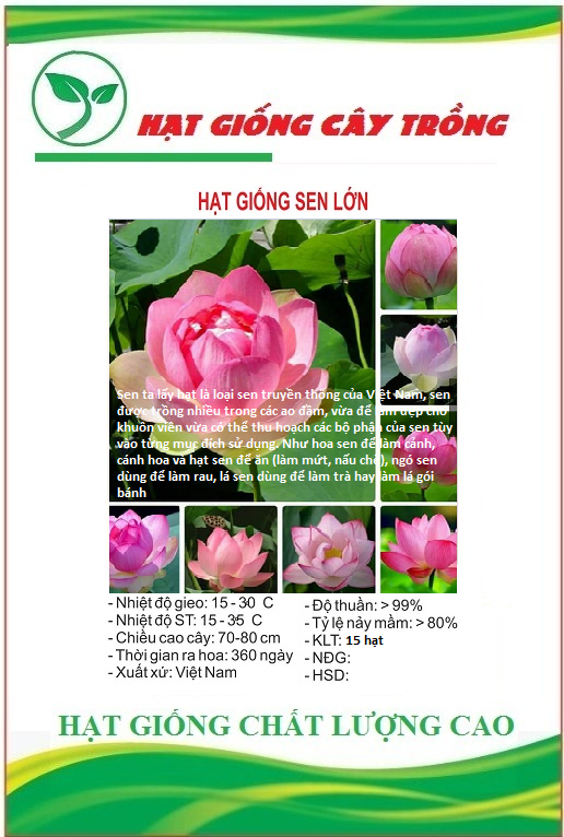Hạt giống hoa sen lớn ( sen ta ) mix màu