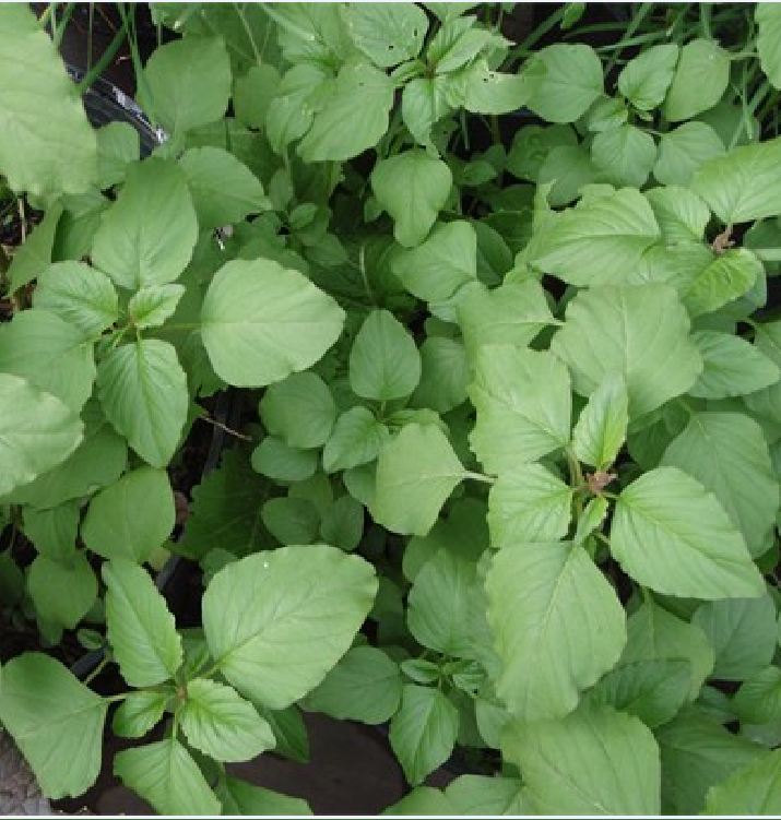 Hạt Giống Rau Dền Cơm - Gói 10gram