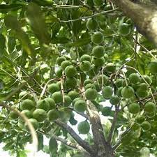 Hạt giống cây sấu trắng - 5 hạt