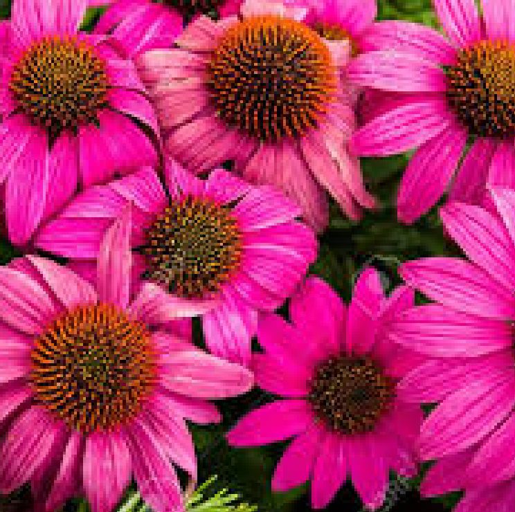 Hạt Giống Hoa Cúc Trái Thông