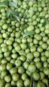 Hạt giống cây sấu trắng - 5 hạt