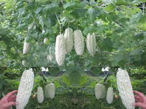 Hạt Giống Khổ Qua Bạch Tuyết F1