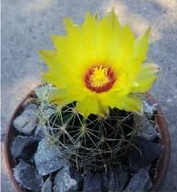 Hạt giống hoa xương rồng hamato