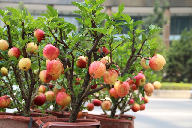 Hạt Giống Táo Lùn Đỏ Bonsai