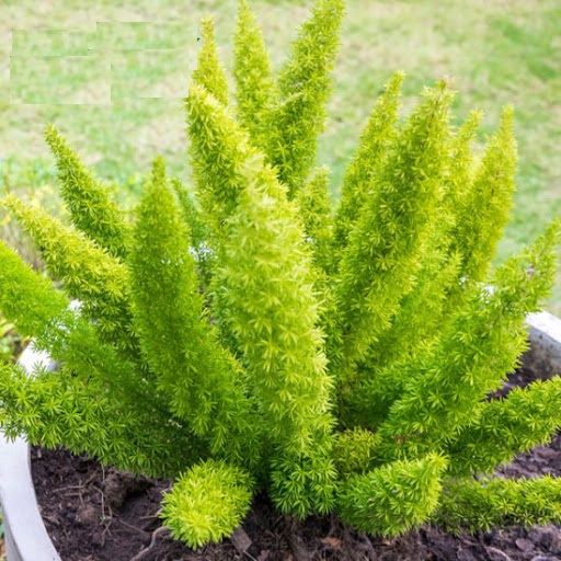 Hạt Giống Cây Tùng Đuôi Chồn Trúc Thiên Môn