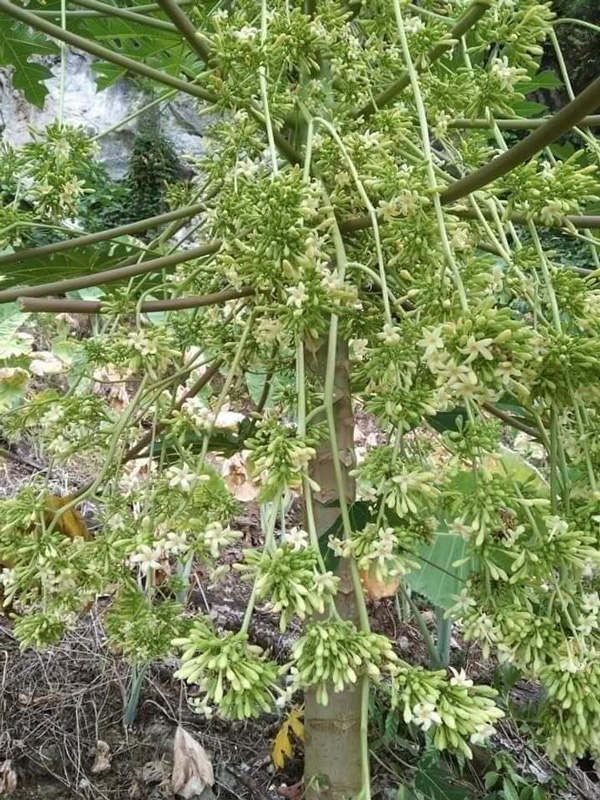 Hạt Giống Cây Đu Đủ Đực