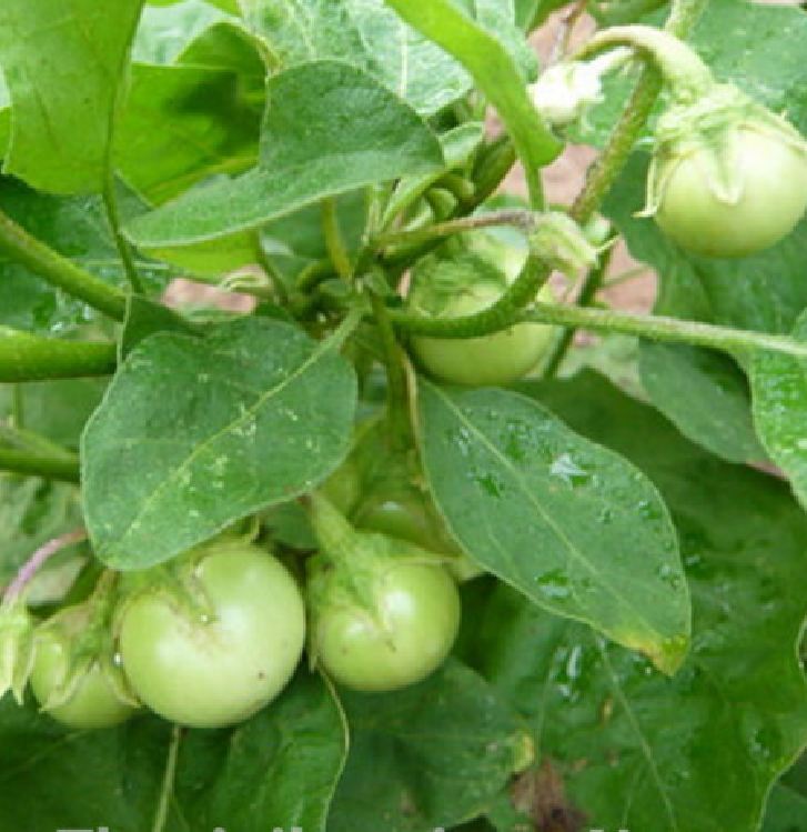 Hạt Giống Cà Pháo Xanh Cao Sản