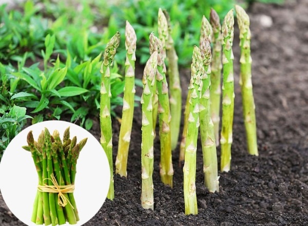 Hạt Giống Măng Tây Xanh F1