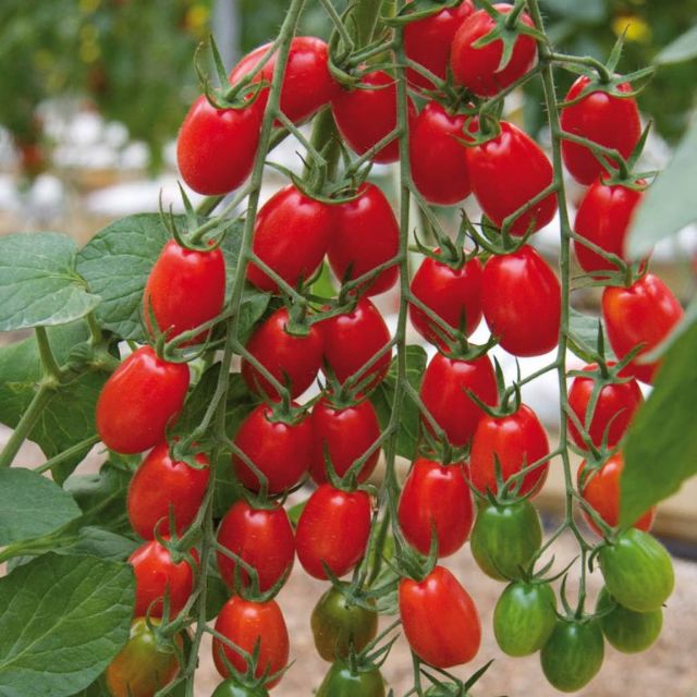 Hạt Giống Cà Chua Bi Đỏ (Cà Chua Cherry) F1
