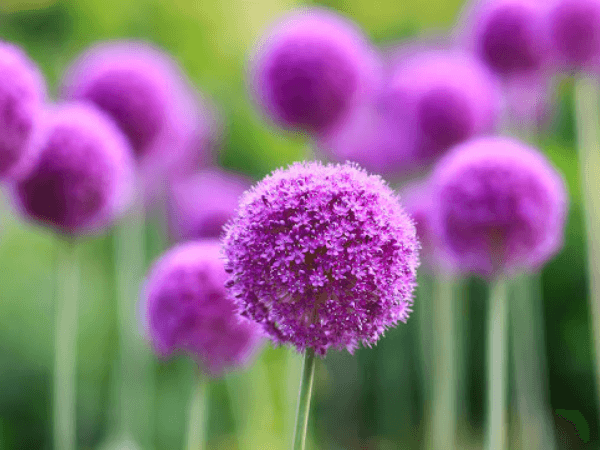 Hạt Giống Hoa Bồ Công Anh Tím