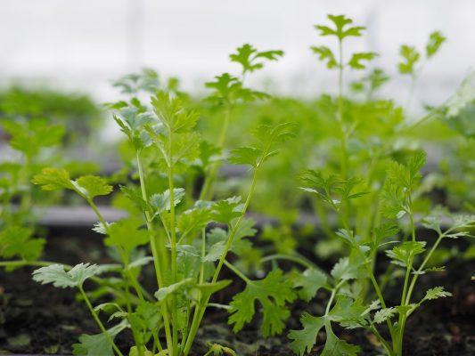 Hạt Giống Rau Mùi Cồn Tía ( Mùi Ta ) - Gói 20gram