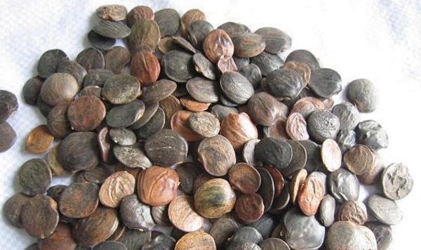 Hạt Giống Hoa Tử Đằng Hoa Tím