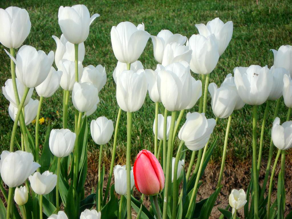 Bộ 5 củ giống hoa tulip hoa màu trắng