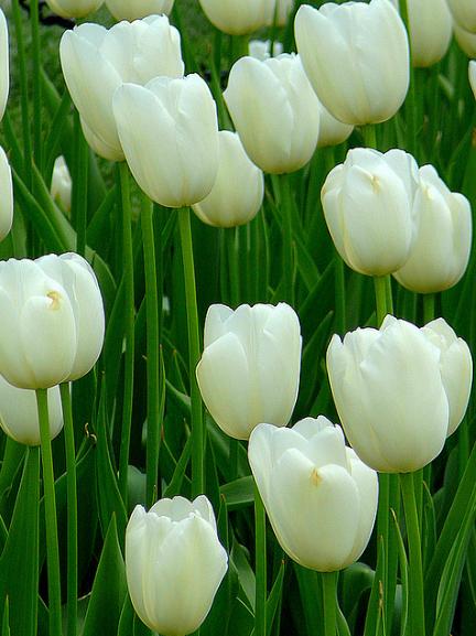 Bộ 5 củ giống hoa tulip hoa màu trắng