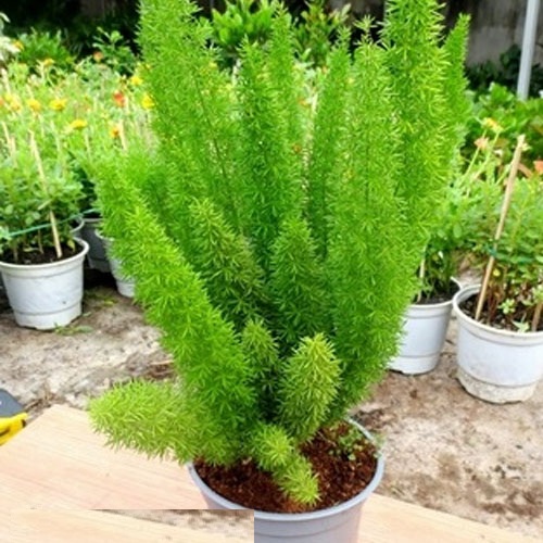 Hạt Giống Cây Tùng Đuôi Chồn Trúc Thiên Môn