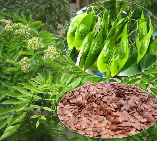 Hạt Giống Cây Sưa Đỏ