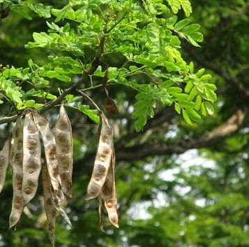Hạt Giống Cây Bồ Kết