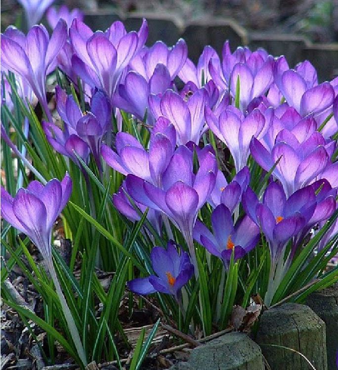 Củ Giống Hoa Nghệ Tây Hoa Màu Tím - 5 Củ